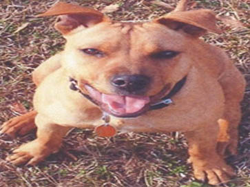 brown Pit Bull pictures 1