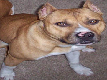 brown Pit Bull pictures 11