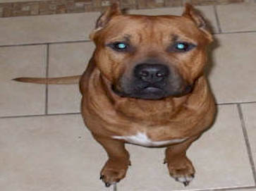 brown Pit Bull pictures 12