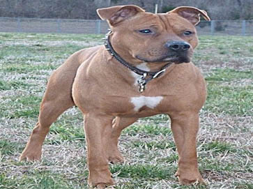 brown Pit Bull pictures 14