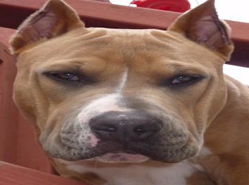 brown Pit Bull pictures 15