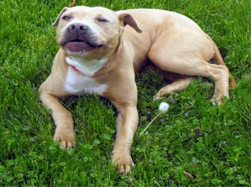brown Pit Bull pictures 17