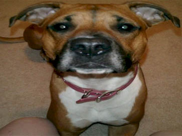 brown Pit Bull pictures 2