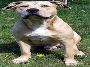 brown Pit Bull pictures 3
