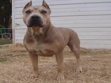 brown Pit Bull pictures 4