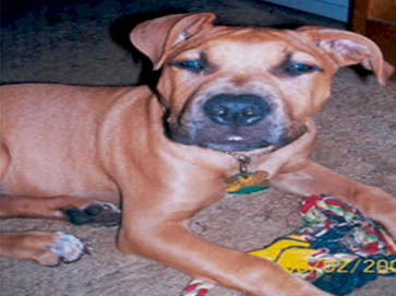 brown Pit Bull pictures 5