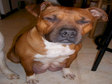 brown Pit Bull pictures 7
