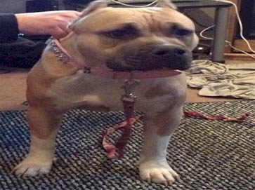 brown Pit Bull pictures 8