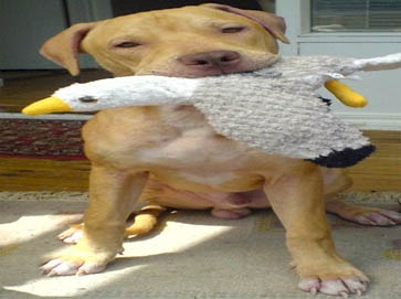 brown Pit Bull pictures 9