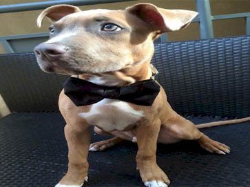 brown Pit Bull puppy pictures 1