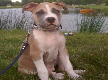brown Pit Bull puppy pictures 10