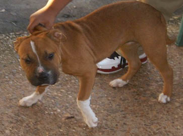 brown Pit Bull puppy pictures 11