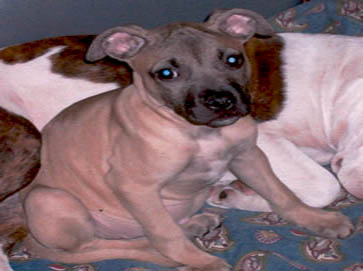 brown Pit Bull puppy pictures 12