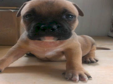 brown Pit Bull puppy pictures 15