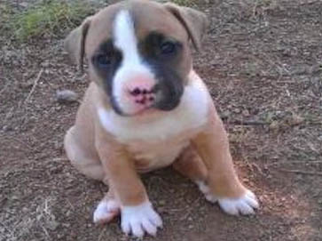 brown Pit Bull puppy pictures 16
