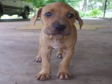 brown Pit Bull puppy pictures 17