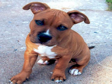 brown Pit Bull puppy pictures 2