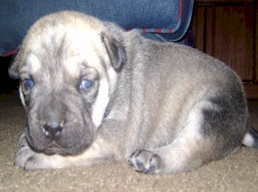 brown Pit Bull puppy pictures 7