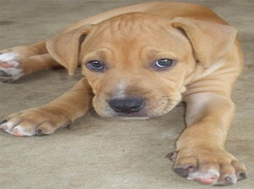 brown Pit Bull puppy pictures 8