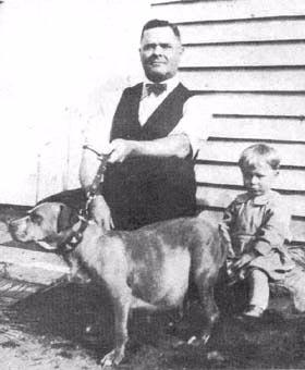 colbys goldie pit bull