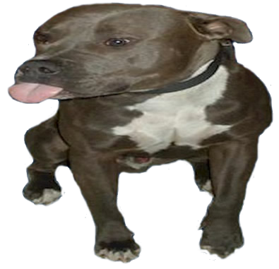 funny-pit-bull