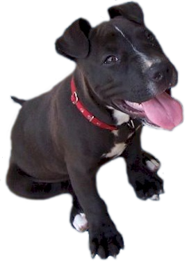 good pit bull puppy