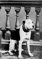 jack civil war pitbull