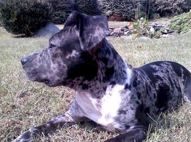 merle pit bull