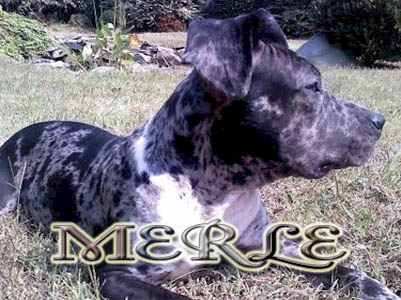 Merle Pit Bull Pictures