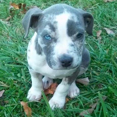 merle pit bull puppy picture