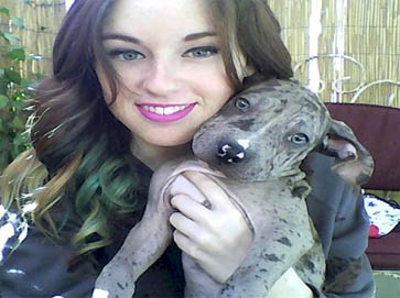 merle Pit Bull puppy pictures 1