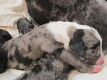 merle Pit Bull puppy pictures 13