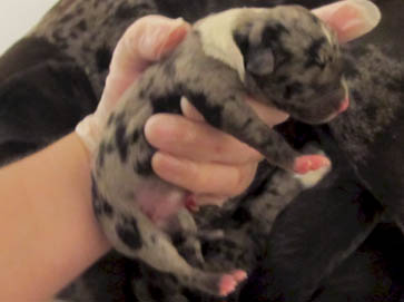 merle Pit Bull puppy pictures 18