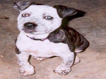 merle Pit Bull puppy pictures 5