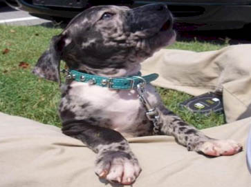 merle Pit Bull puppy pictures 7