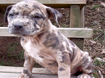 merle Pit Bull puppy pictures 8