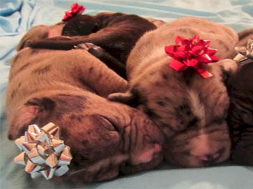 merle Pit Bull puppy pictures 9