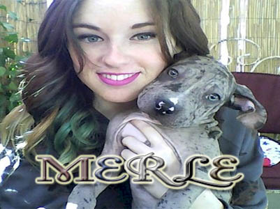 Merle Pit Bull puppy pictures