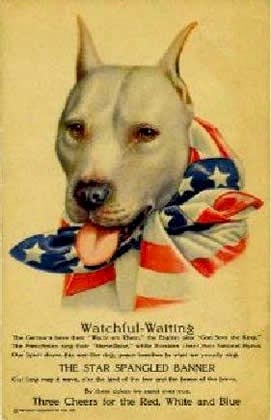 wwi pit bull mascot