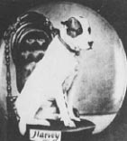 old harvey civil war pit bull