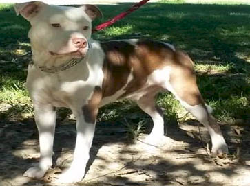 piebald Pit Bull pictures 10