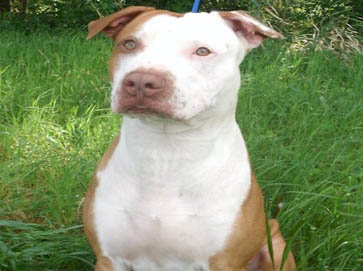 piebald Pit Bull pictures 11