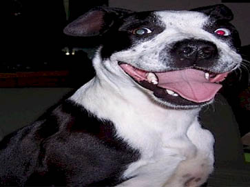 piebald Pit Bull pictures 12