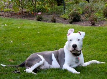 piebald Pit Bull pictures 13