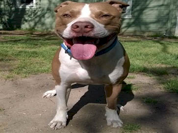 piebald Pit Bull pictures 14