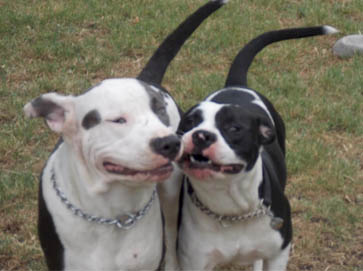 piebald Pit Bull pictures 15