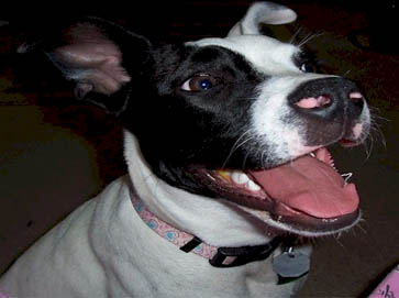 piebald Pit Bull pictures 17