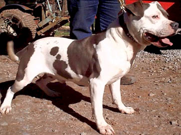 piebald Pit Bull pictures 2