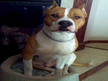 piebald Pit Bull pictures 3