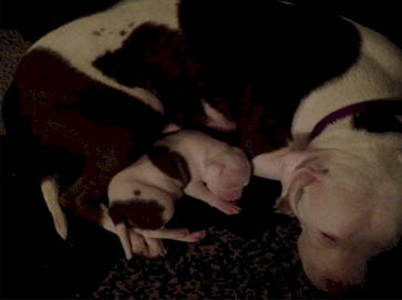 piebald Pit Bull pictures 4